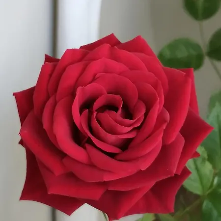 Apartment Red Rose *